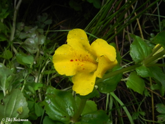 Erythranthe lutea