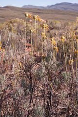 Euryops wageneri