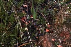 Psoralea asarina