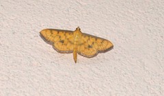 Endocrossis caldusalis