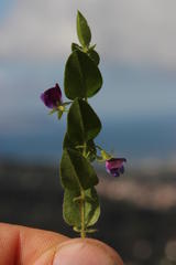 Psoralea asarina