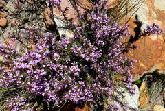 Muraltia juniperifolia