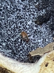 Cryptophagus lycoperdi