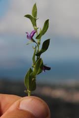 Psoralea asarina