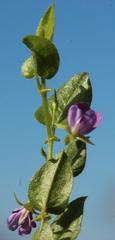 Psoralea asarina