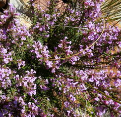 Muraltia juniperifolia