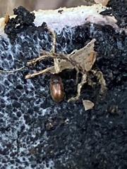 Cryptophagus lycoperdi