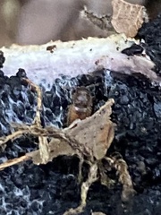 Cryptophagus lycoperdi