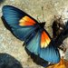 Mariposa Luminaria Negra - Photo (c) Andreas Kay, algunos derechos reservados (CC BY-NC-SA)