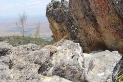 Oplurus quadrimaculatus