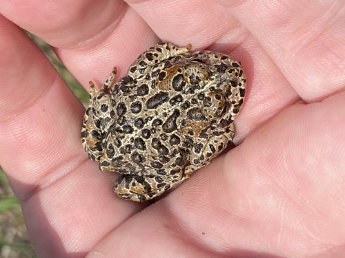 iNaturalist observation photo of Yosemite Toad