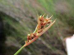 Platycaulos compressus