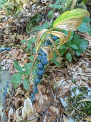Polygonatum latifolium