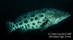 Epinephelus tukula