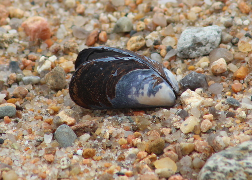 Blue Mussel