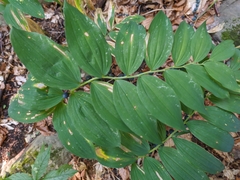Polygonatum latifolium