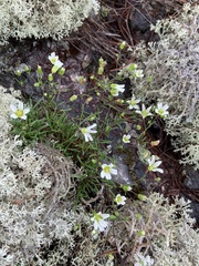 Mononeuria groenlandica