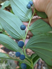 Polygonatum latifolium