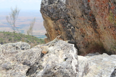 Oplurus quadrimaculatus