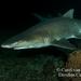 Sand Tiger Shark - Photo (c) carel van der Colff, some rights reserved (CC BY-NC)