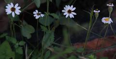 Felicia cymbalariae