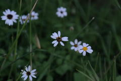Felicia cymbalariae