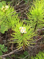 Darwiniothamnus tenuifolius