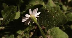 Felicia cymbalariae