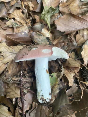 Russula vesca — (c) Enrico Tomschke, some rights reserved (CC BY)
