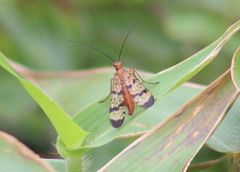 Panorpa rufescens
