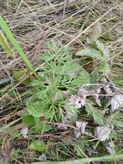 Kadenia dubia