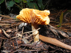 Gymnopilus sapineus