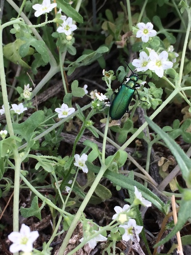 Green Blister Beetle photo 5