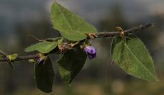 Psoralea asarina