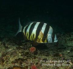 Diplodus hottentotus