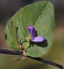 Psoralea asarina