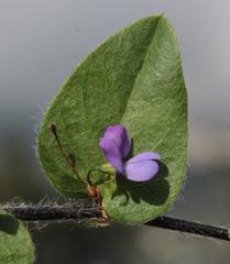 Psoralea asarina