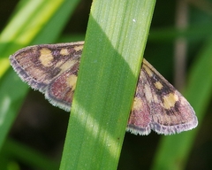 Pyrausta aurata