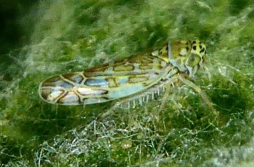 Ligurian Leafhopper, photo 2 of 10