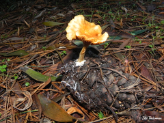 Gymnopilus sapineus