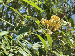 Buddleja weyeriana