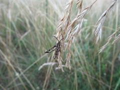 Pyropteron triannuliformis