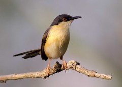 Prinia socialis