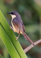 Prinia socialis