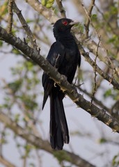 Eudynamys scolopaceus