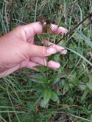 Pentanema salicinum