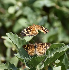 Anthanassa frisia