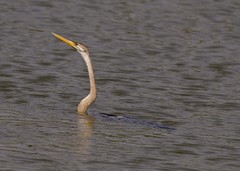 Anhinga melanogaster