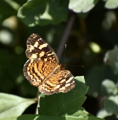 Anthanassa frisia