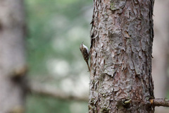 Certhia familiaris corsa